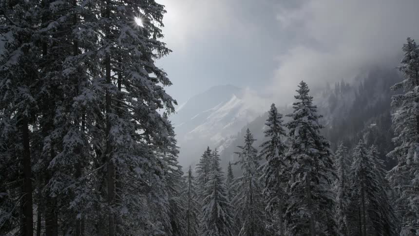 Sunlight shines down on snowy trees in mountains