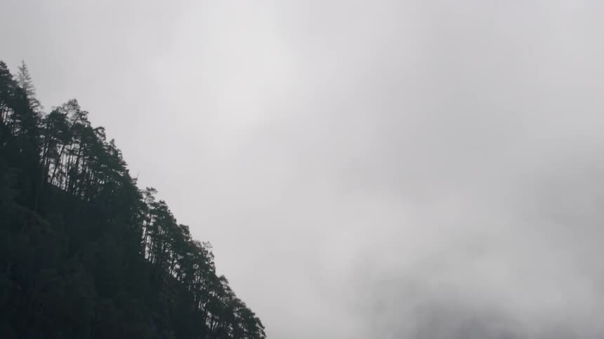 Tall trees stand atop a cliff on an overcast day