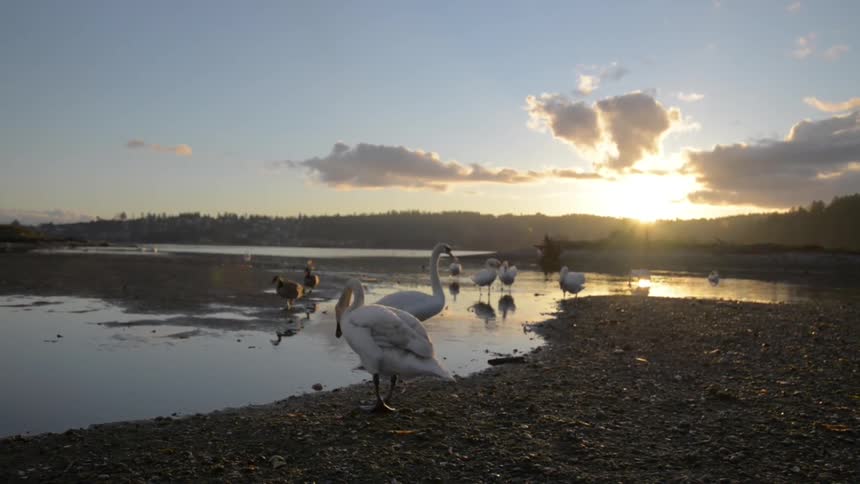 Some birds walking along the shore at sunrise