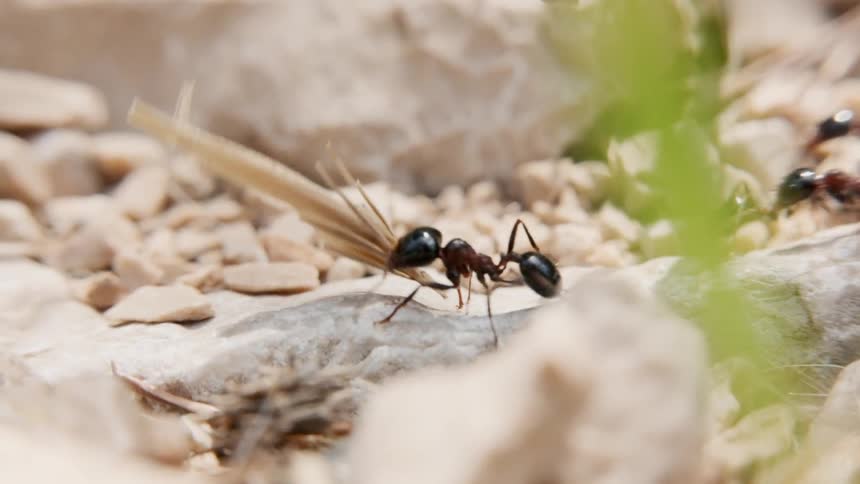 Ants carry pieces of wood and leaves over the rocks