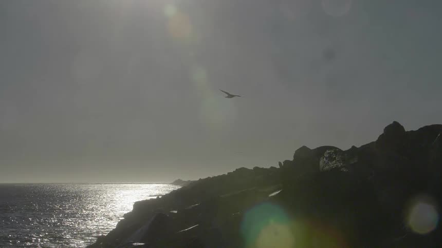 A bird flies towards the shore as the sun shines