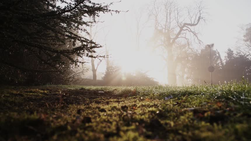 The sun shining down on a grassy field and trees