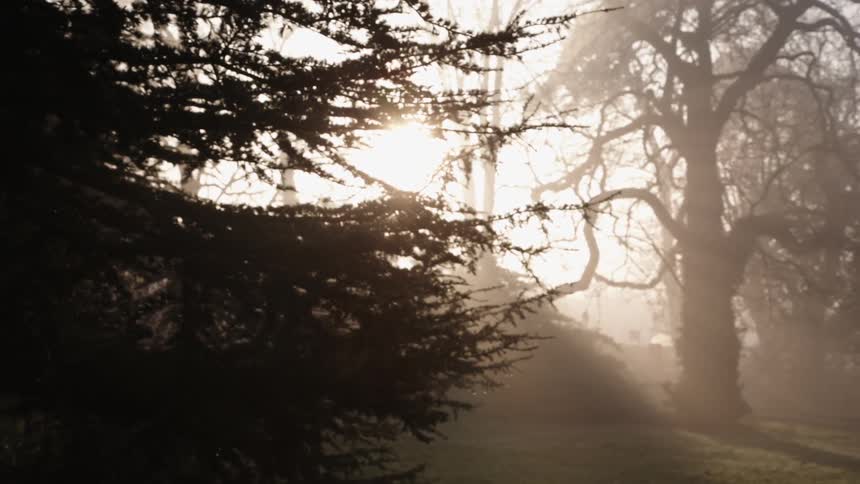 The trees are standing silently in the fog