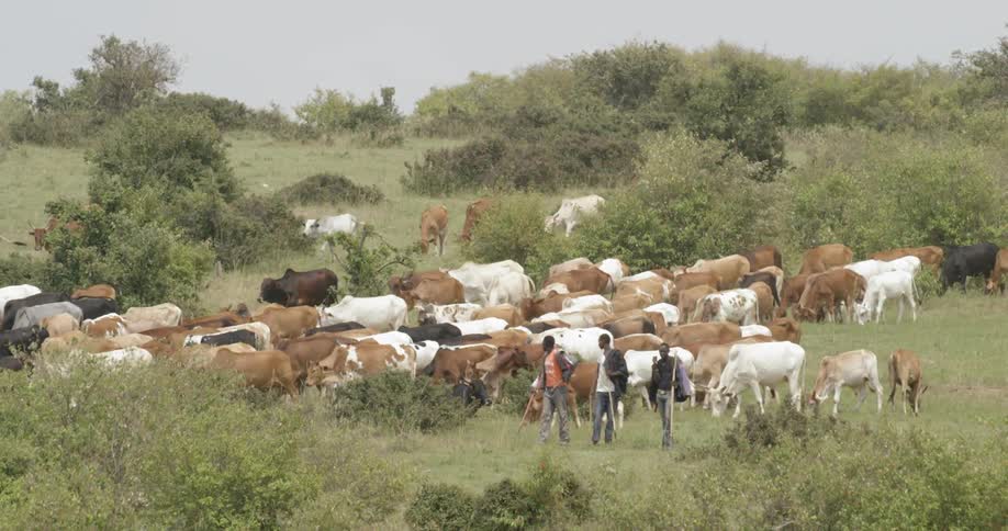 A herd of cattle are grazing in a pasture