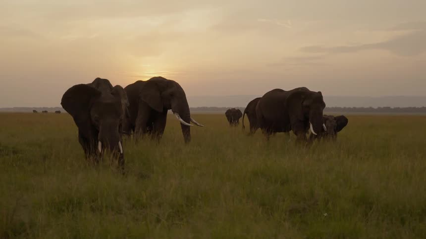 A herd of elephants are standing in a field