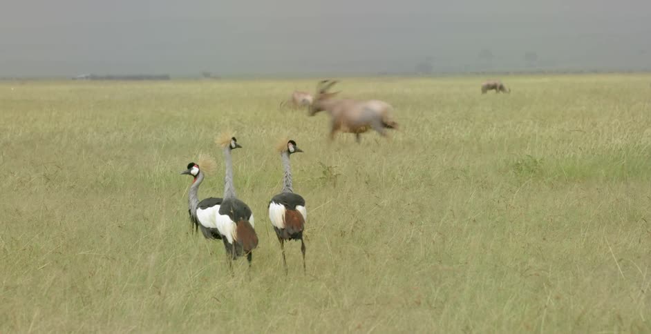 Grey crowned crane and topi are running across the plains