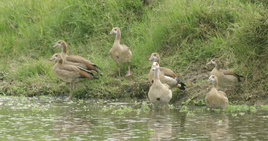 The group of birds are walking in the shore of the water