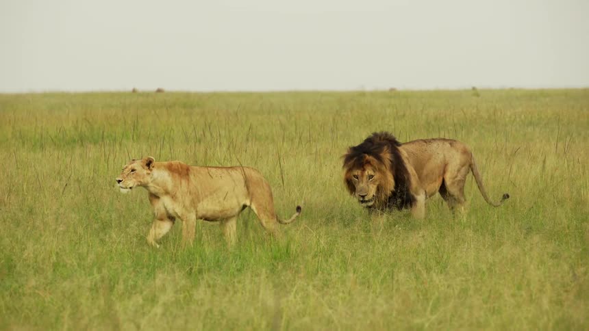 A lion is following another in the grass