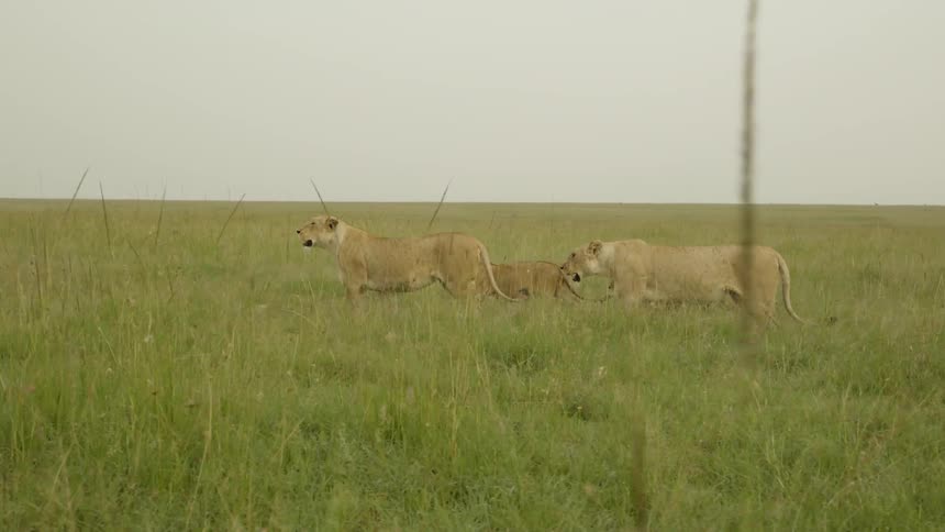 Lions walk in a pack together over the grass