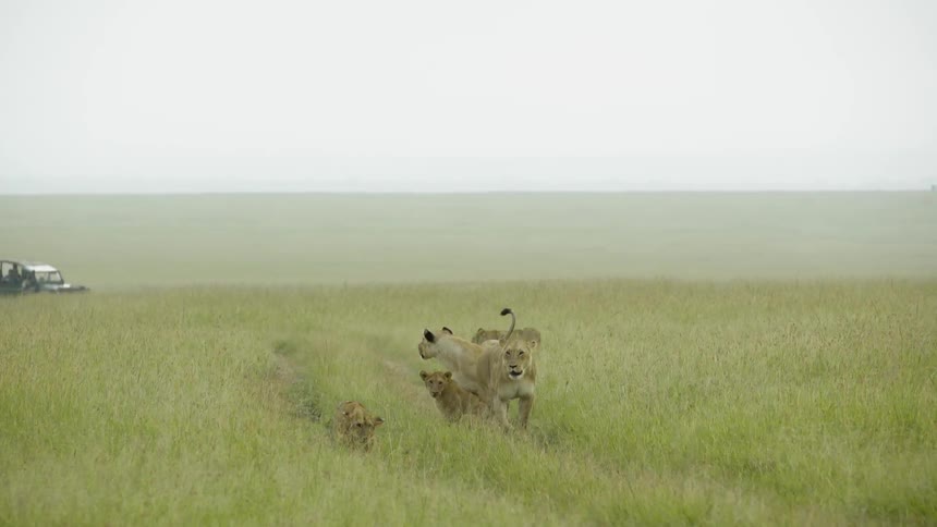 Lions walk together in a group as a truck follows behind
