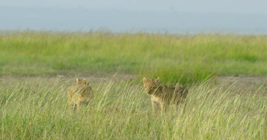 Lionesses stand in a grassy field