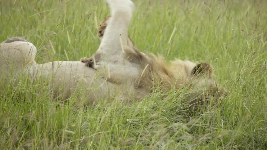 A lion cub walks over to a sleeping parent