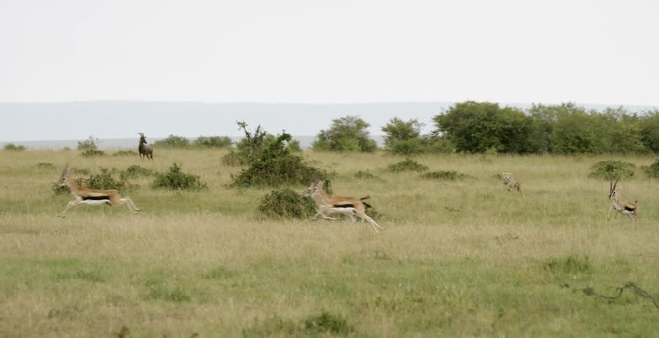 Thomson's gazelle run away from a cheetah