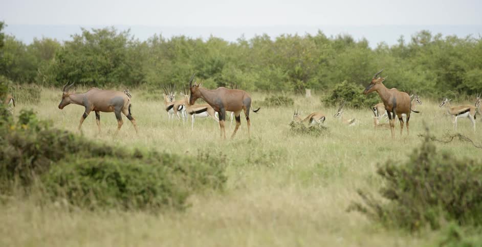 Topi and thomson's gazelle are grazing in a pasture