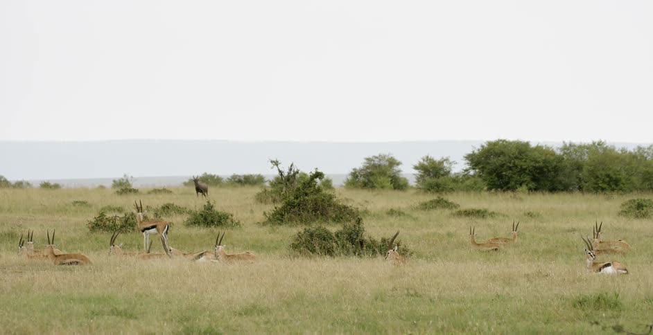 Thomson's gazelle graze in a grassy field