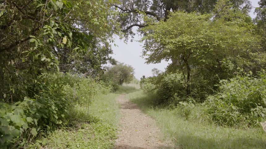 A dirt path in the woods