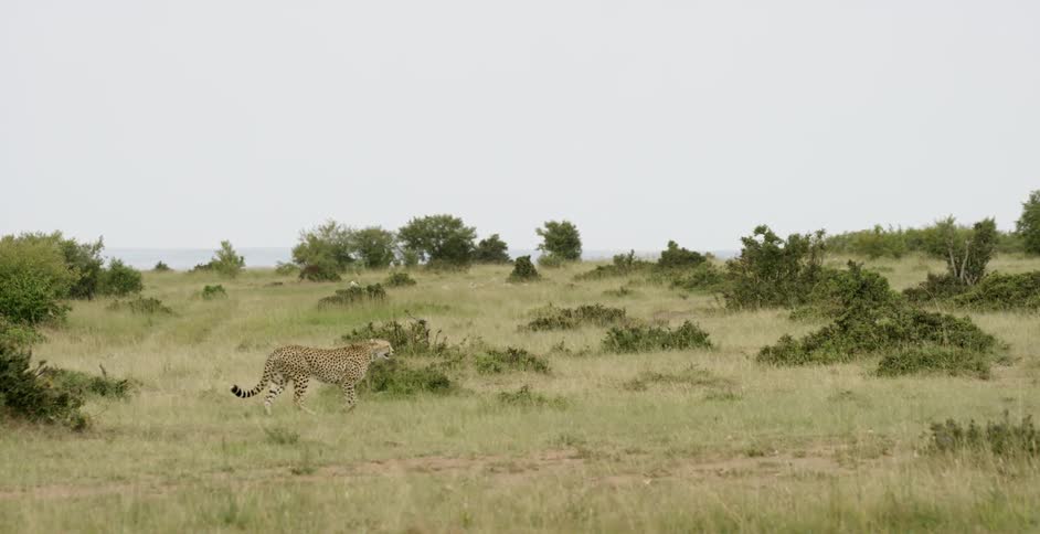 Cheetah walking through grassy pasture in africa