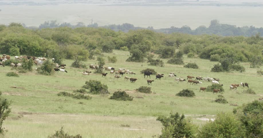 A large row of cows move downhill ahead