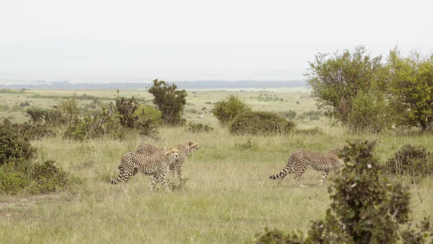 Cheetahs walk in a grassy field