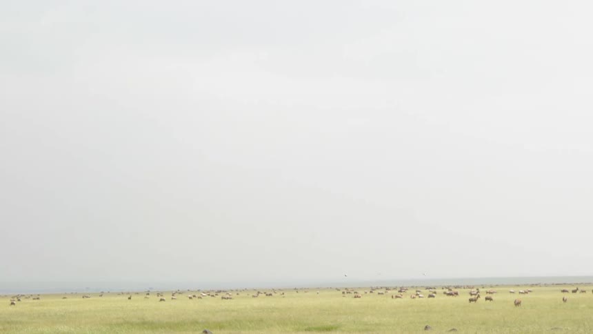 A wide field on a cloudy day