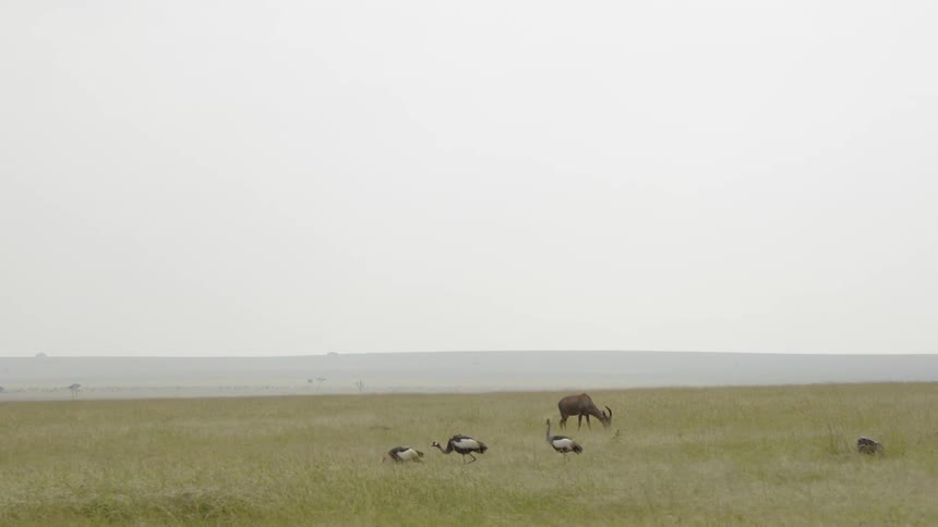 Topi graze in a field amongst grey crowned crane