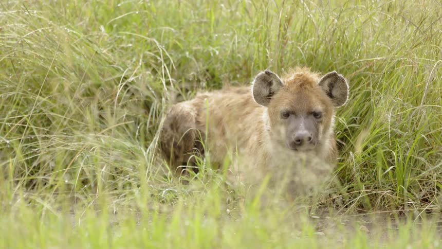 Hyena lays in a field of weeds