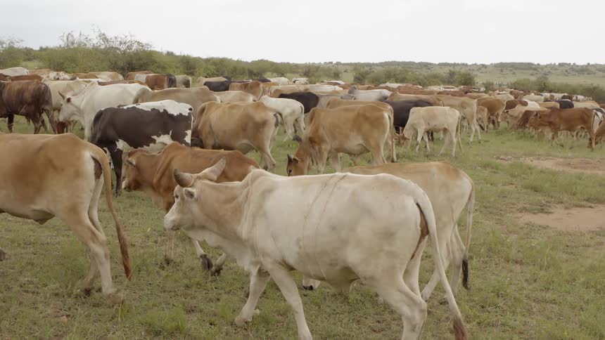 Cattle walk in a grassy field