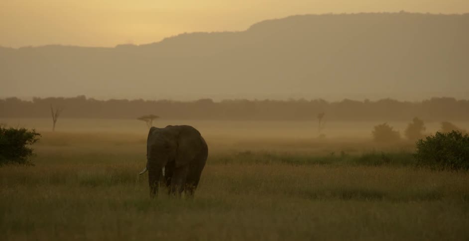 A large elephant is walking on the foggy field