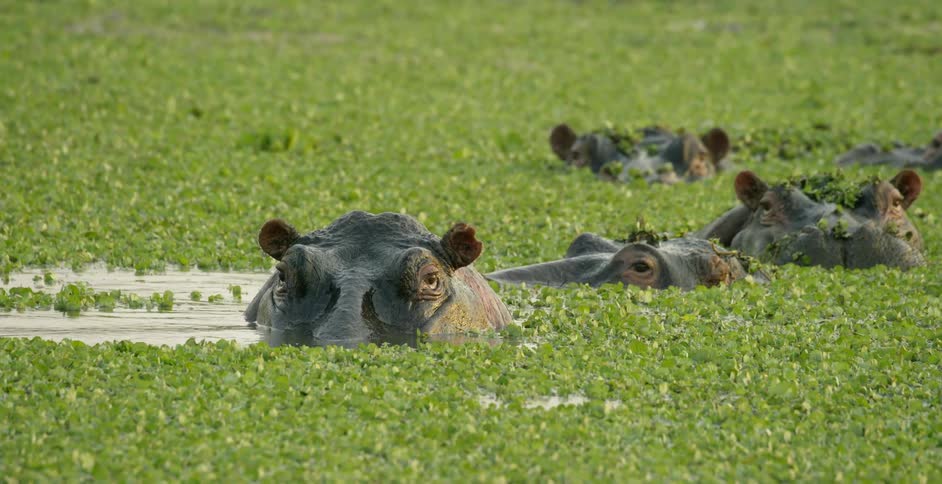 Hippopotamuses swim in a marsh