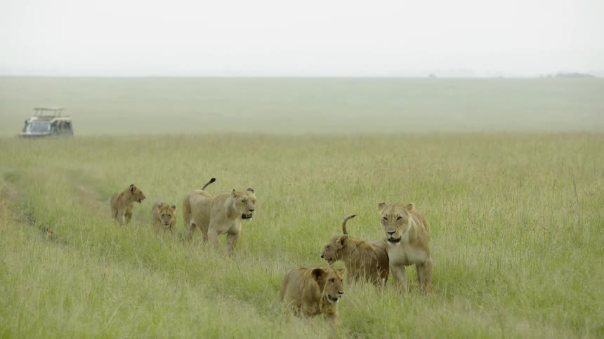 A family of lions look back on the field as a vehicle follows them