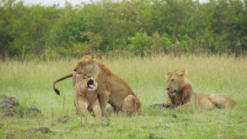 Lions walk and sit on a grassy field