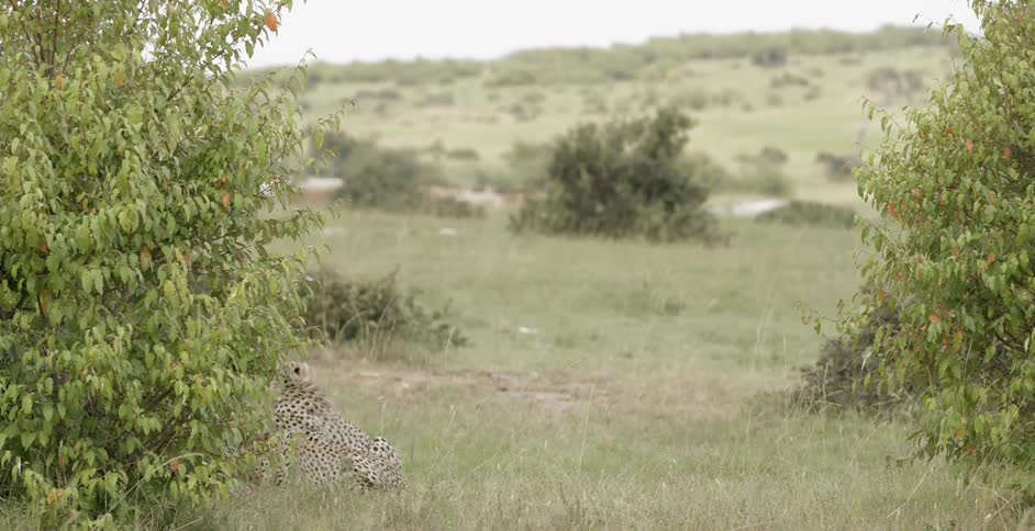 Cheetahs are sleeping by a bush on a windy day