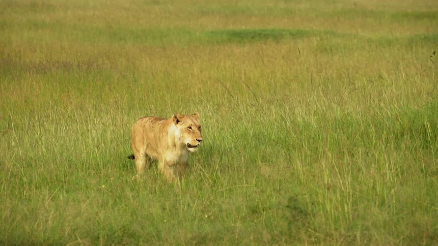 A lion is walking across the green grass