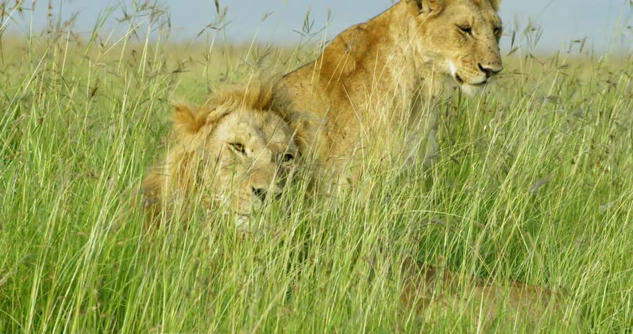 Two lions resting in tall grass in africa on windy day