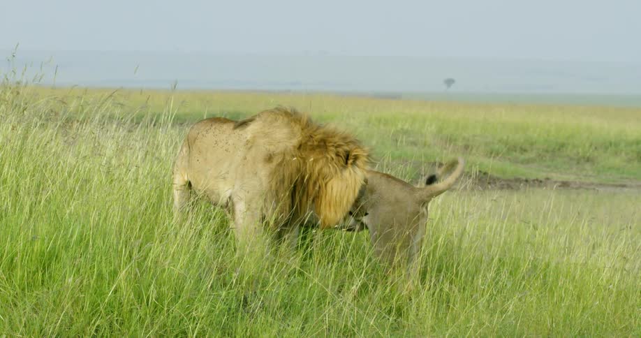Two lions walk through the tall grass following each other around