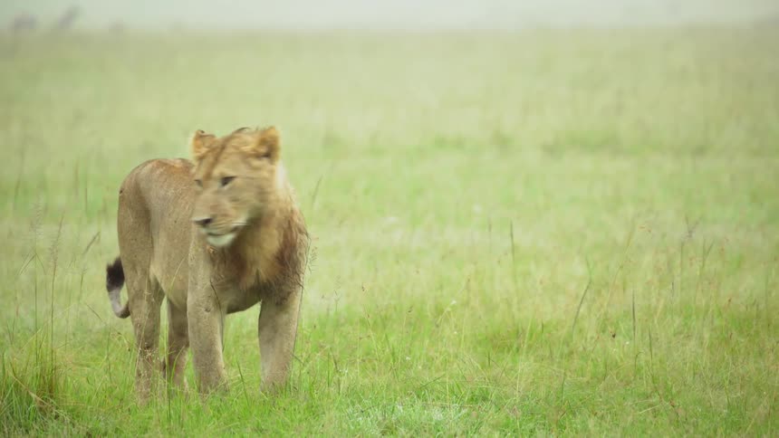 Lions and hyenas walk through a field