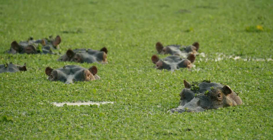 The hippos are floating around in the swamp cooling off