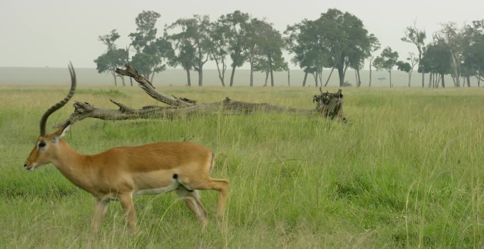 An impala is roaming around in the tall grass