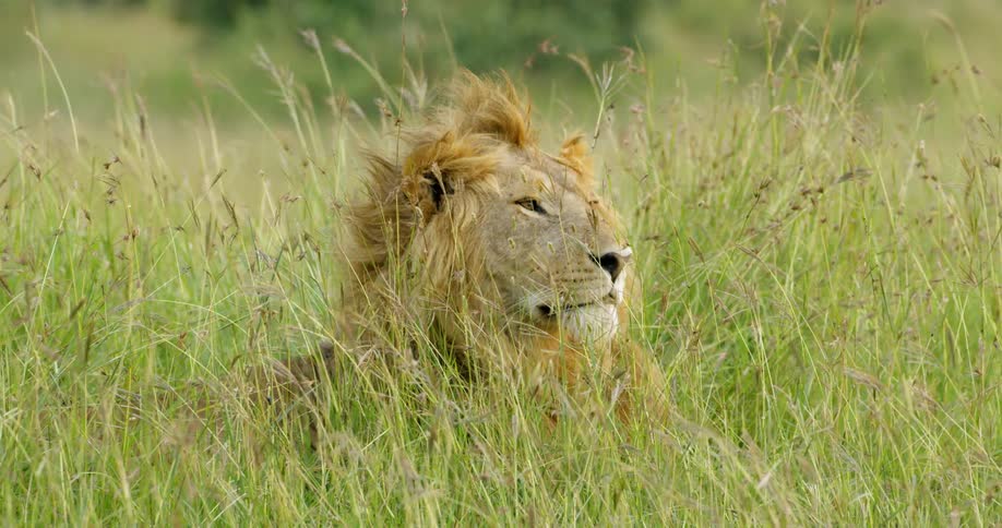 The lion is resting in the tall grass on a windy day