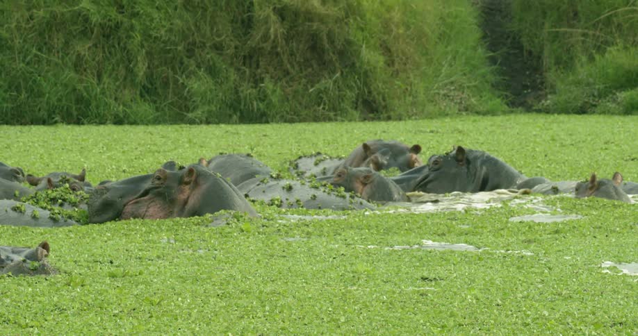 A group of hippos are splashing around in the water