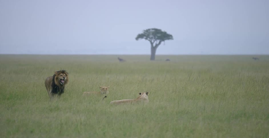 A male lion and his two females are laying around