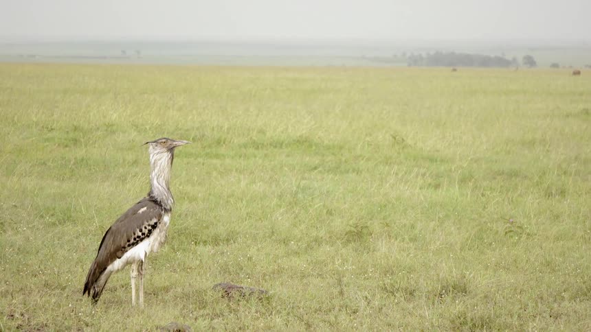 Kori bustard stands in a grassy field
