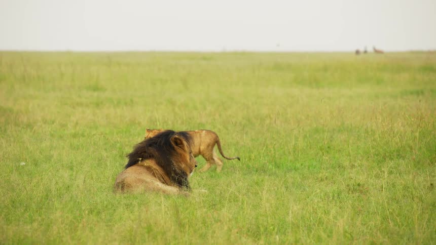 A male lion lounging in the grass watches as another lion strolls by