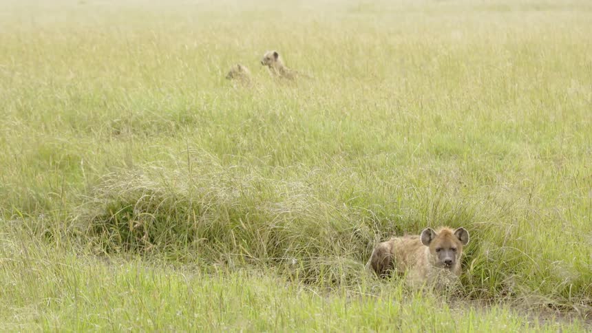 Hyenas lie in a grassy field