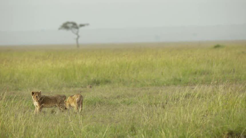 Two lion cubs walk and lay down in the grass together