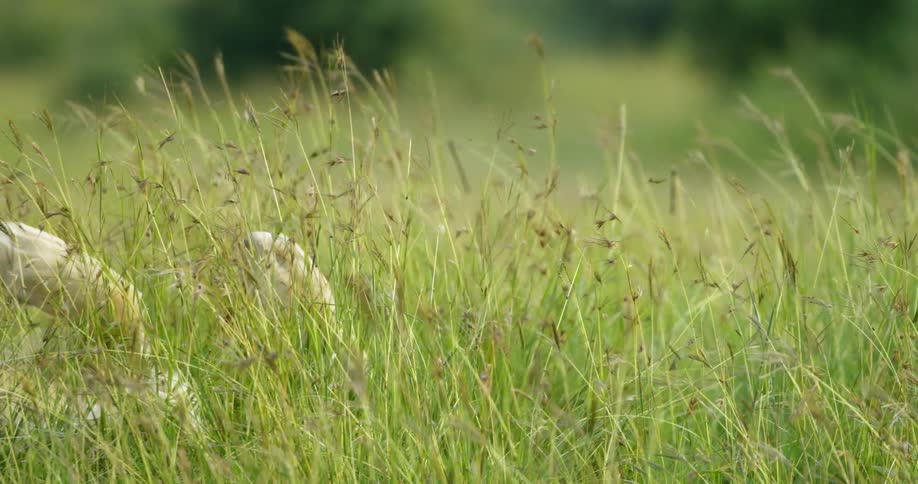 The wind is blowing the grass as a lion cub rolls over