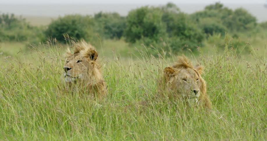 Two lions are relaxing in the windy grass