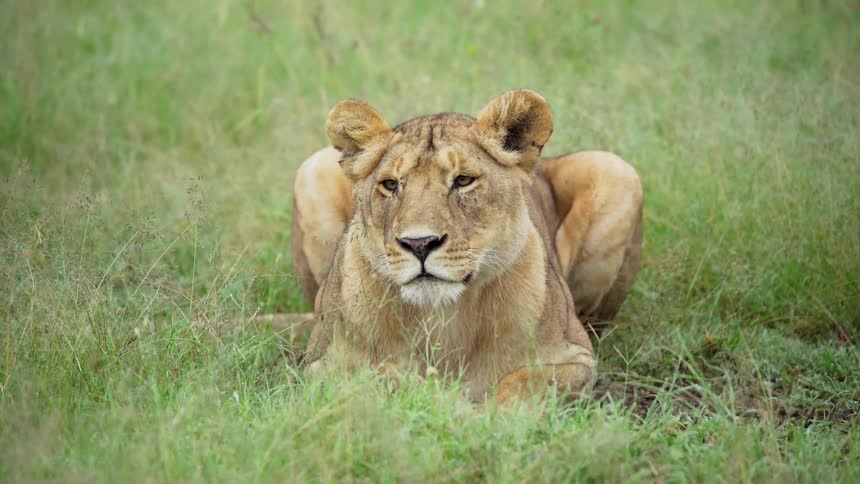 A lion is laying on the ground