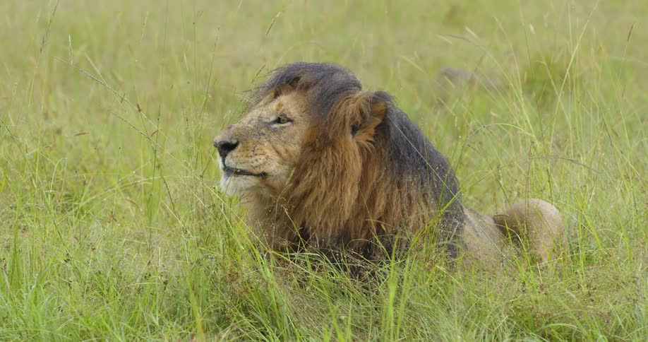 Male lion resting and licking his face in tall green grass