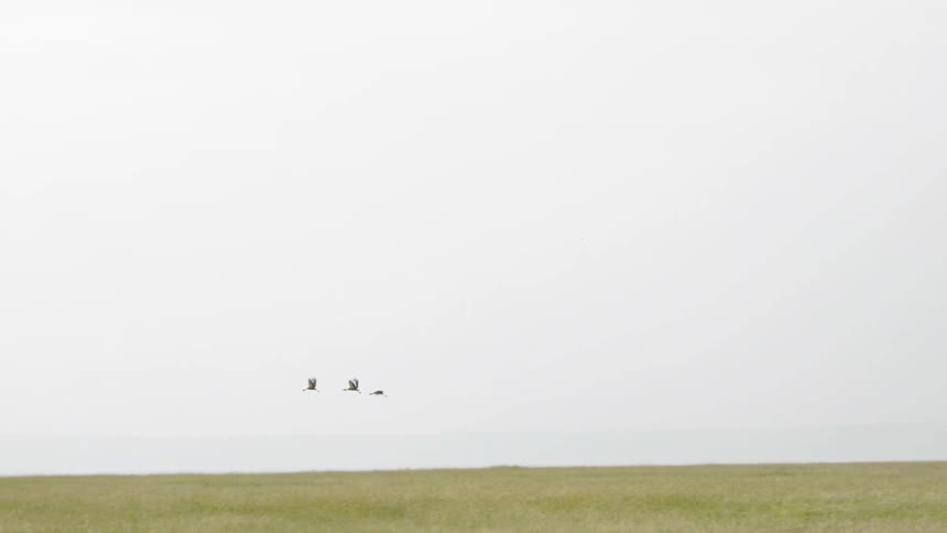 Grey crowned cranes fly over the animals walking on the grass